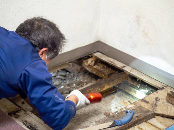 Best Kitchen Mold Remediation in Naval Academy, MD