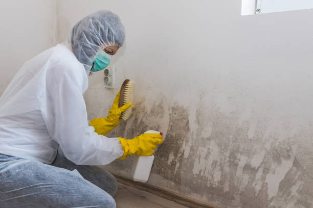 Trusted Naval Academy, MD Mold Remediation Experts