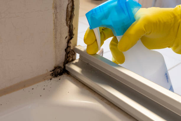 Best Mold Remediation for Schools in Naval Academy, MD