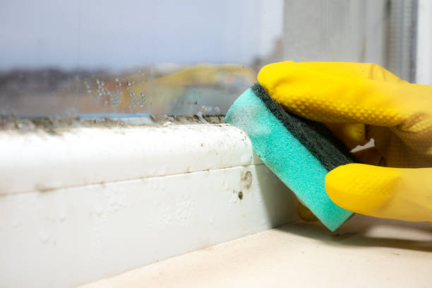 Best Black Mold Remediation in Naval Academy, MD