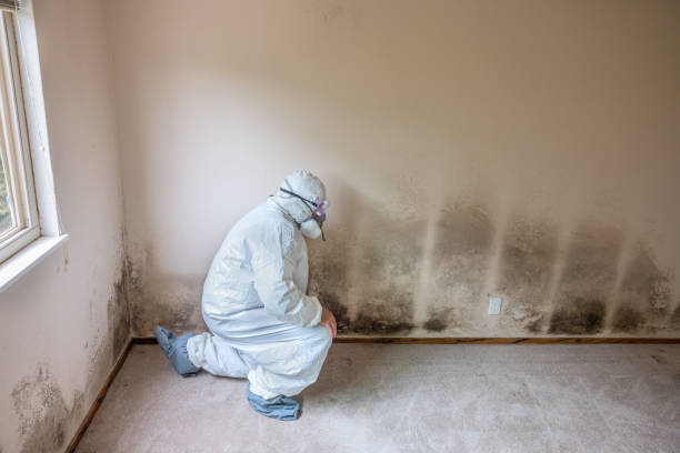 Best Basement Mold Remediation in Naval Academy, MD