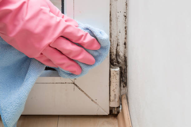 Best Industrial Mold Remediation in Naval Academy, MD